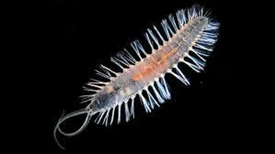 Luz verde en Francia a ensayo clínico con sangre de gusanos marinos para enfermos de COVID-19