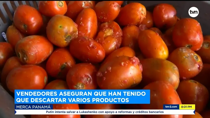 Sobreproducción de tomate genera pérdidas