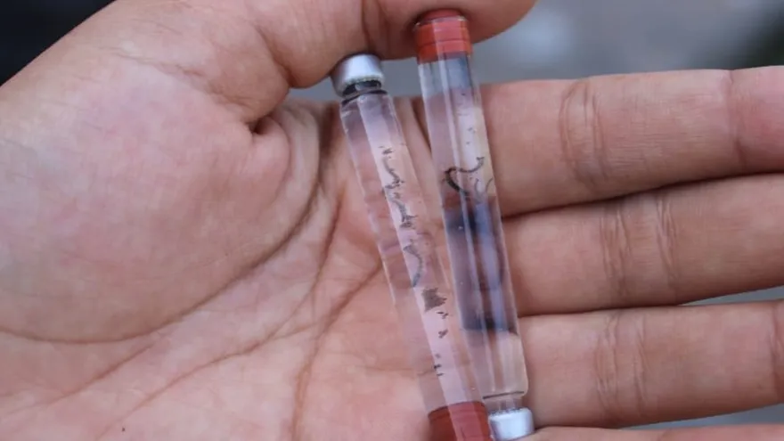 Aumenta casos de dengue en Panamá