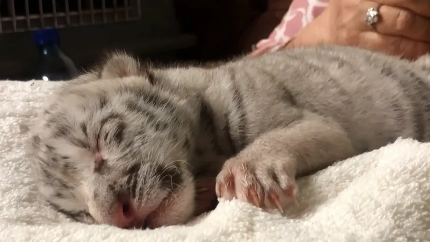 "Nieve" en Nicaragua: nace tigresa blanca en cautiverio