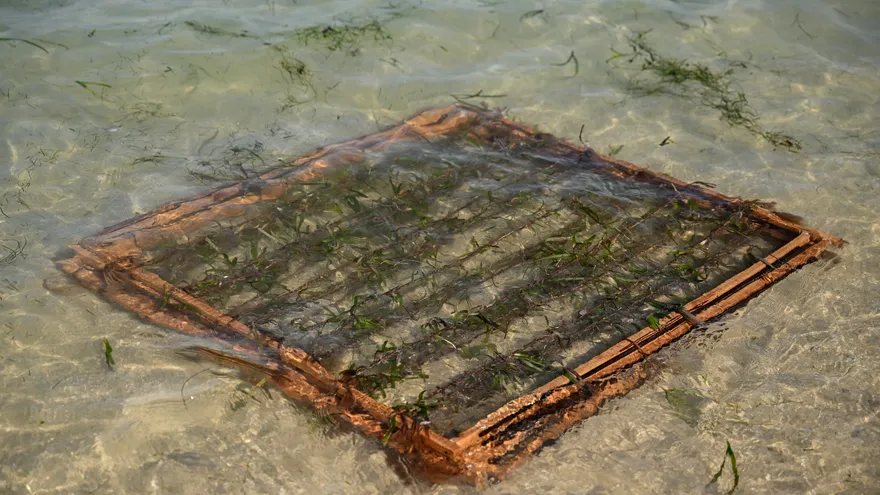 Un armazón de pastos marinos y casuarina sumergido en el mar como parte de los trabajos de restauración para proteger la isla Kariyachalli, frente a la costa de Thoothukudi, en el estado de Tamil Nadu, India.