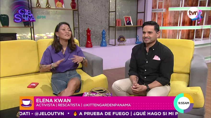 ¿Cuándo debemos esterilizar a nuestro gato?