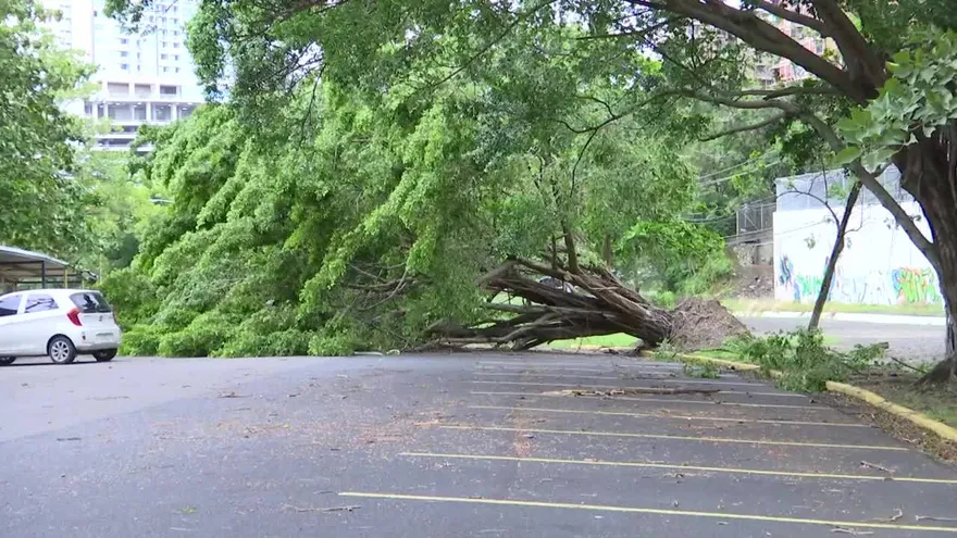 Mal tiempo provoca caída de árboles en la ciudad