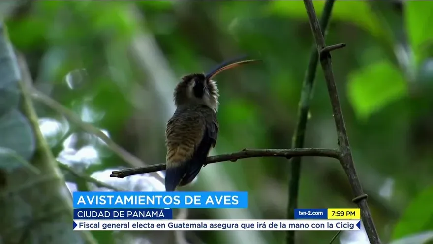 Buscan avistar gran cantidad de aves en Panamá