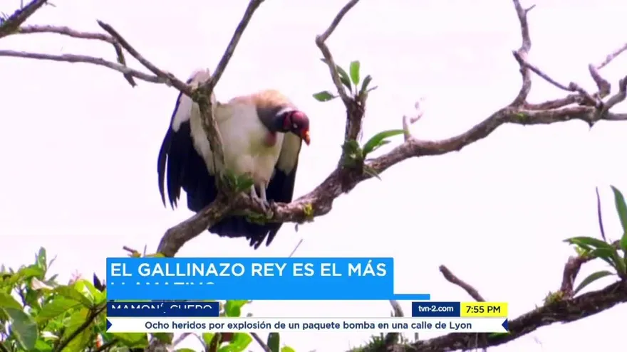 Mundo Verde: El gallinazo rey