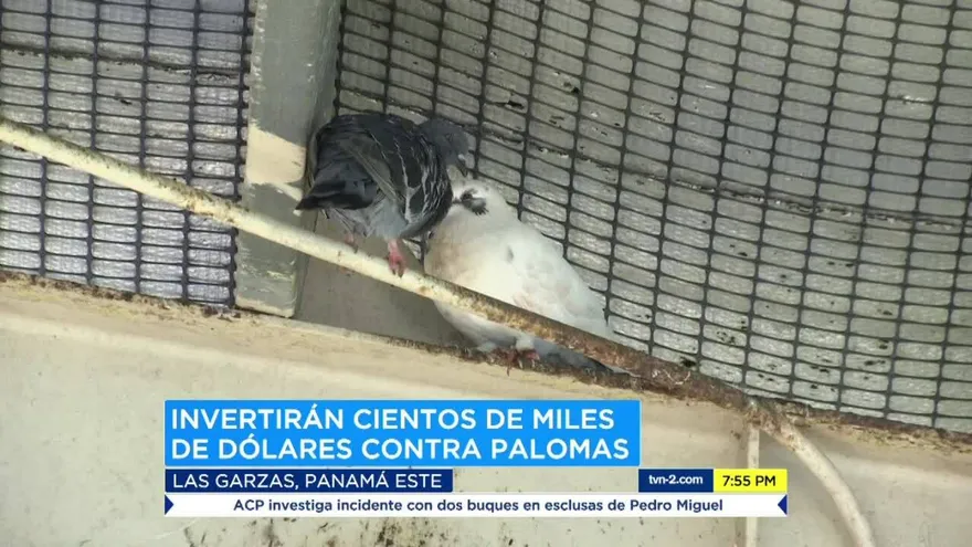 Meduca le declara la guerra  a las palomas en las escuelas