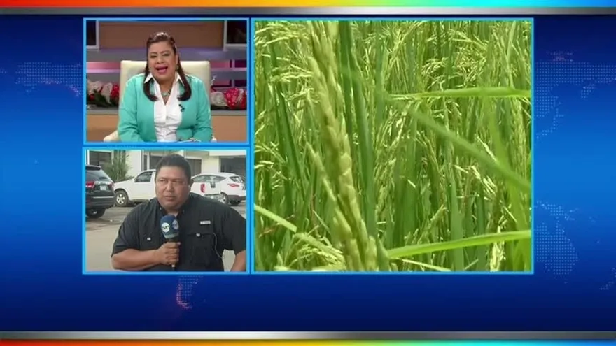 Productores de arroz reportan pérdidas