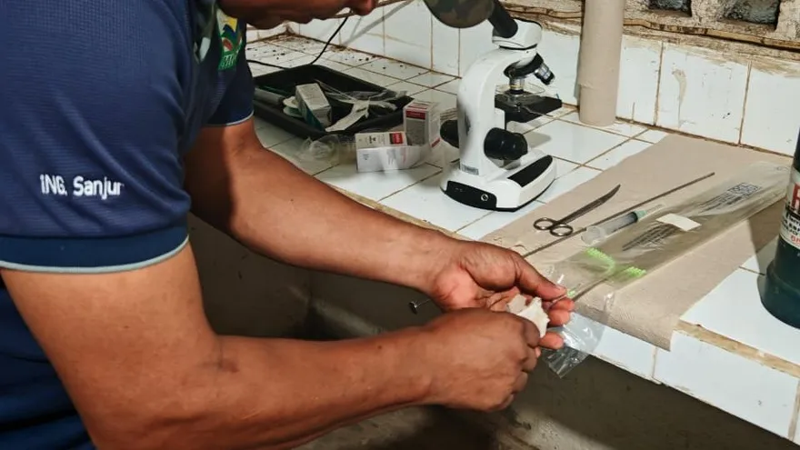 De acuerdo con datos oficiales suministrados por el Ministerio de Desarrollo Agropecuario (MIDA), durante el último año se evaluaron 3.700 vientres bovinos y se realizaron 677 procedimientos de inseminación artificial,