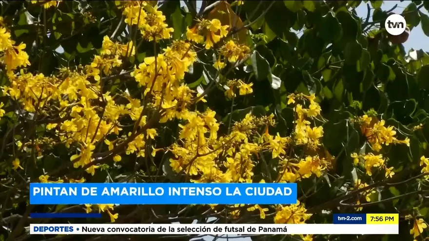 Mundo Verde: Los Guayacanes