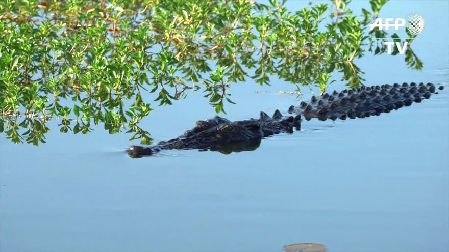Cocodrilo australiano un ícono nacional... y mortífero
