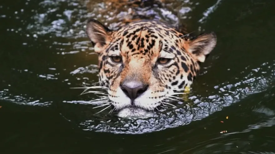 Mundo Verde: Unidos por el jaguar