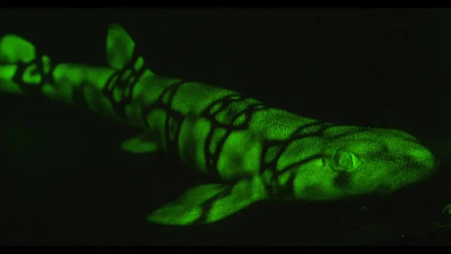 Científicos descubren el misterio de los tiburones que brillan en la oscuridad