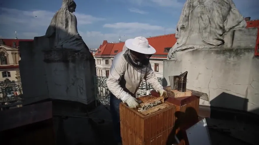 Los tejados de Praga se pueblan de abejas para producir miel
