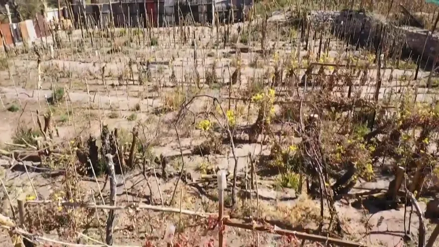 Un oasis en medio del desierto para los viñedos más altos de Chile.