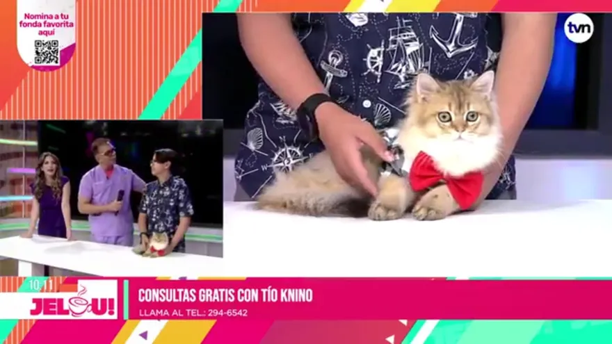 En el Día Internacional del Gato, Tío Knino nos habla de sus cuidados