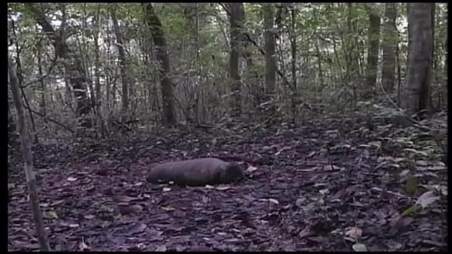 EEUU limpiará isla de San José