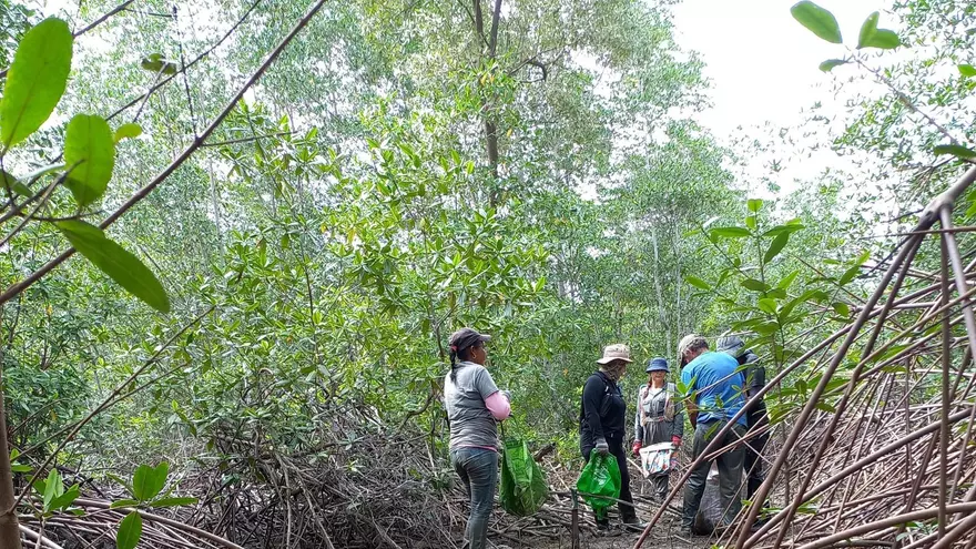Avanza restauración ecológica en los manglares de la Bahía de Chame.