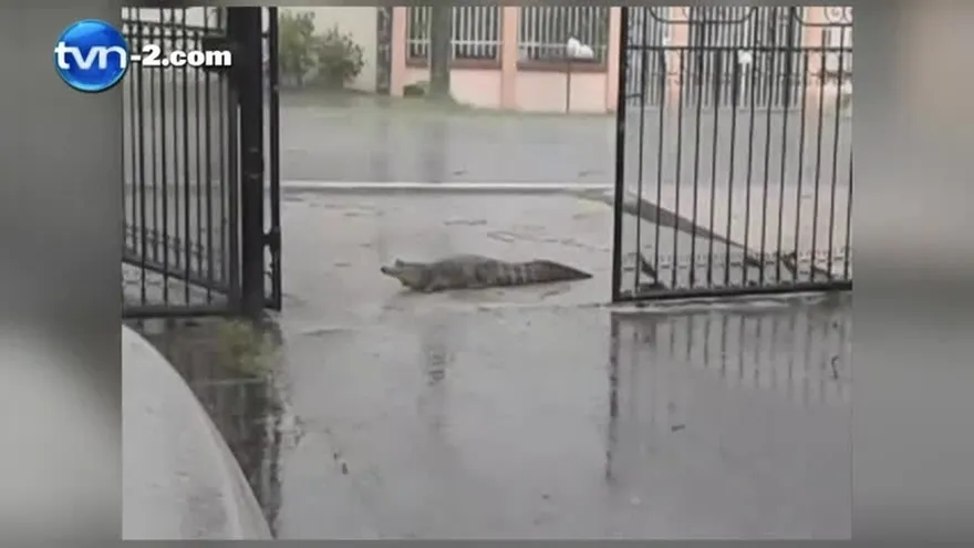 Vea el reptil que se pasea por las calles en medio de fuerte aguacero