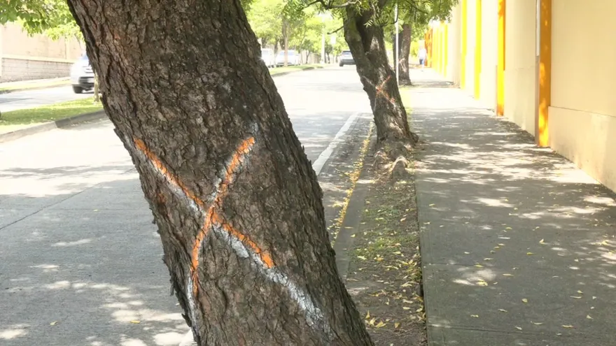 Árboles sembrados en servidumbres son identificados para ser eliminados. Imagen con fines ilustrativos.