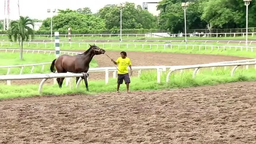Preocupan casos de encefalitis equina