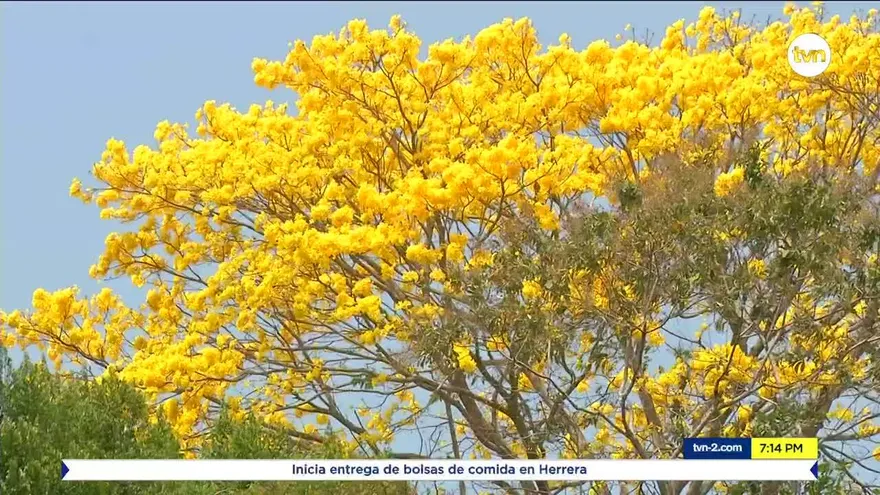 Los guayacanes florecen en medio de pandemia de COVID-19