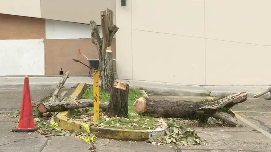 Denuncian tala de árboles en El Dorado