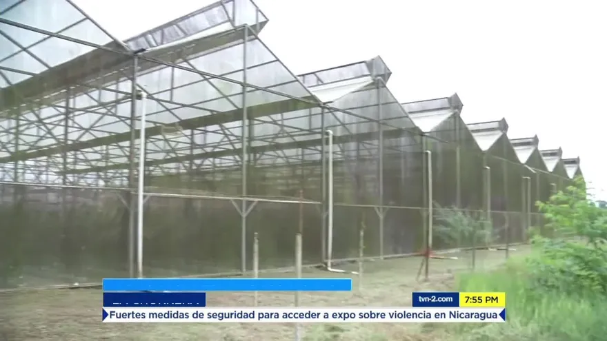 Hidroponía: cultivar sin tierra