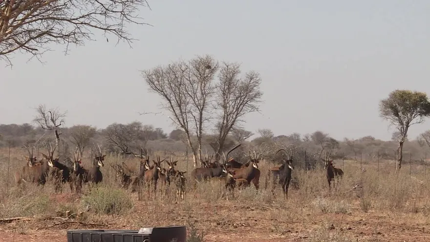 La cría de animales salvajes, un negocio en transformación