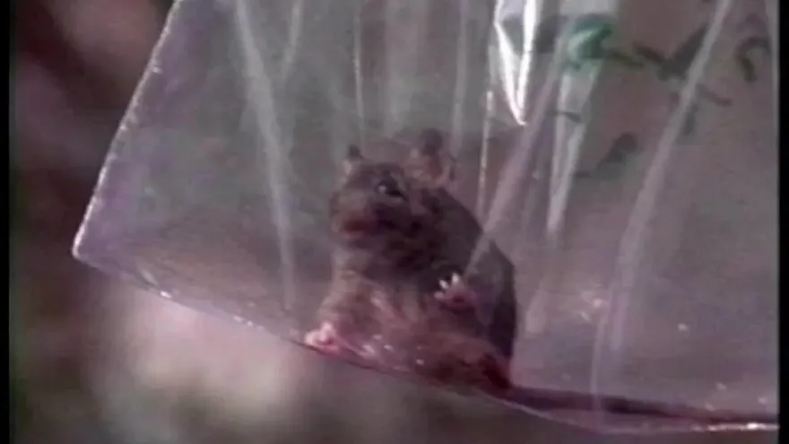 En lugares con amenaza de hantavirus no se podrán instalar carpas