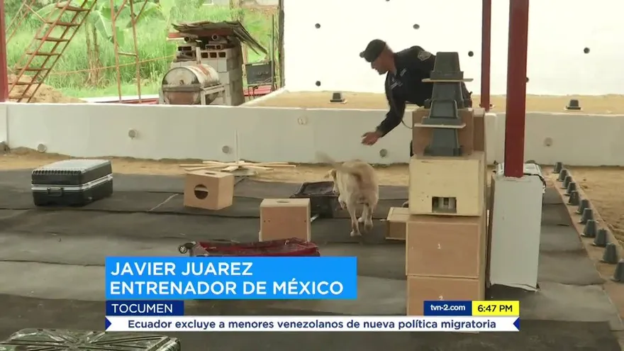 Refuerzan entrenamiento de perros policiales