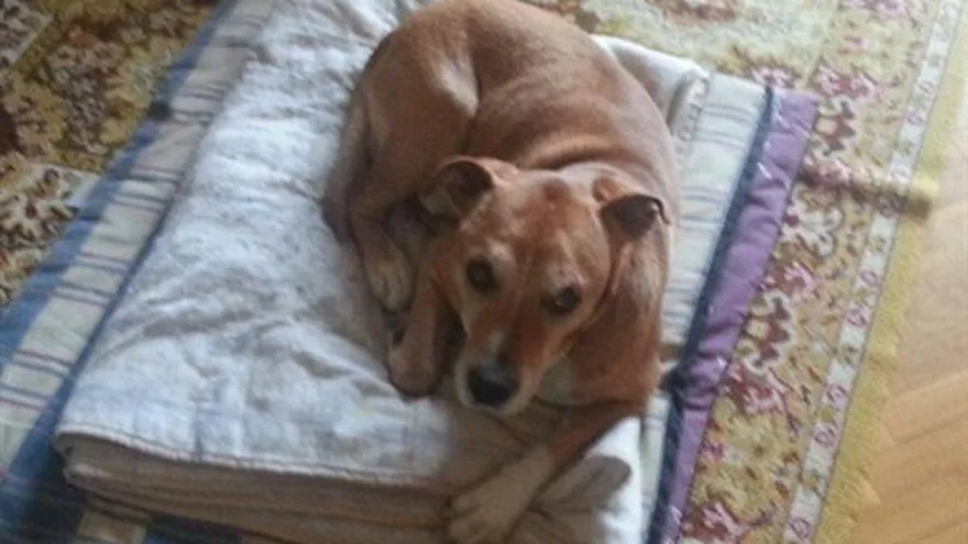 Romero lamenta sacrificio de Excálibur