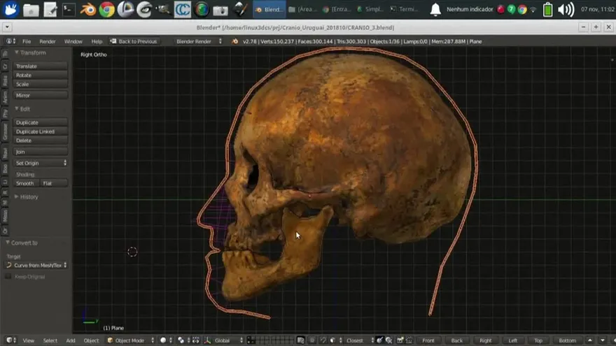 Le ponen rostro al cráneo más antiguo hallado en Uruguay