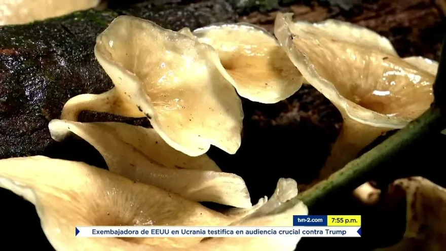 Mundo Verde: Los hongos y su función en el ecosistema