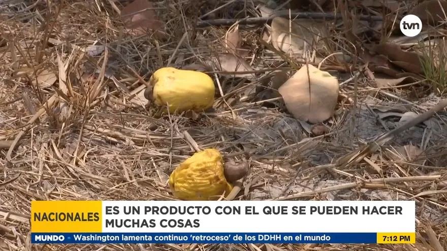 Marañón sufre el daño causado por hongos