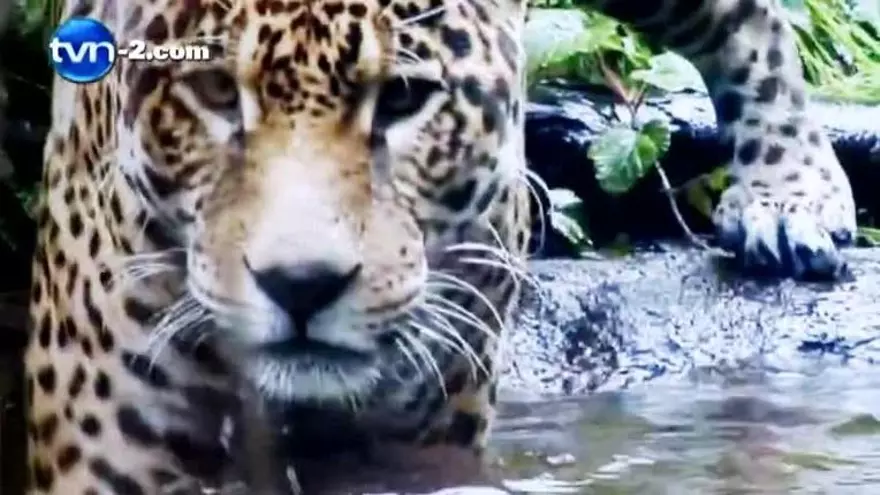 Preocupan ataques de jaguares en Parque Nacional Chagres