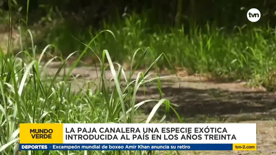 Mundo Verde: Paja Canalera