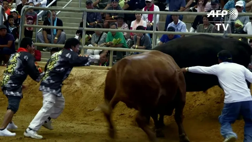 Corridas de toros sin toreros