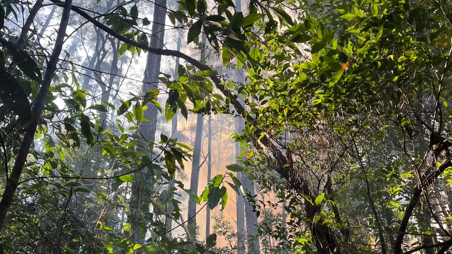 Incendio en Reserva Forestal La Yeguada