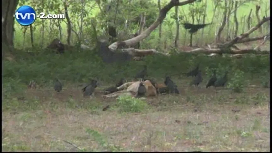 Más de 1200 reses han muerto producto de la sequía según Anagan
