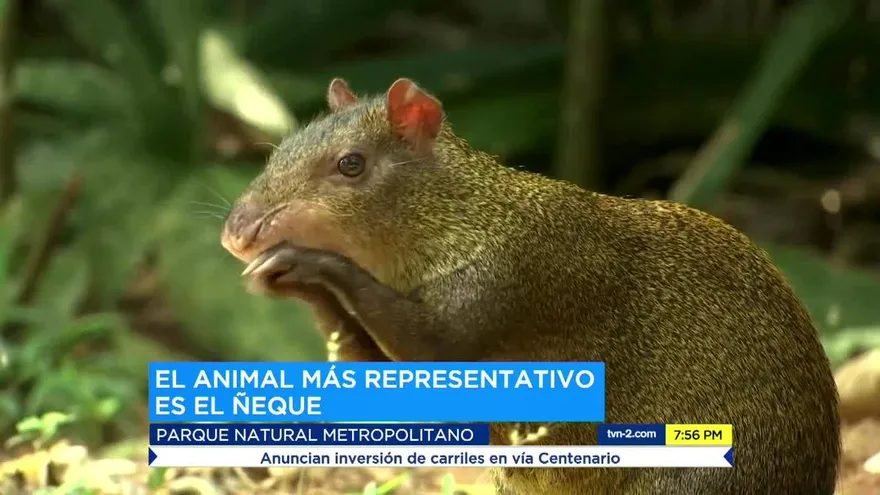 Parque Natural Metropolitano