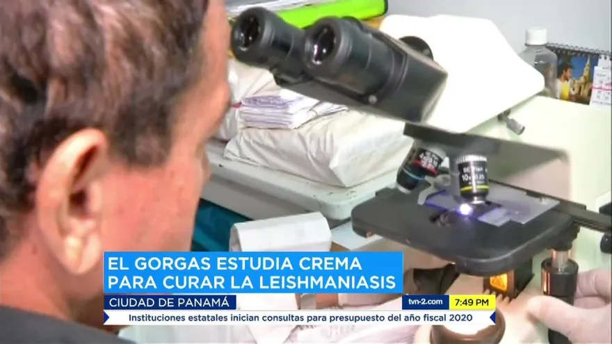 Estudian crema para curar la Leishmaniasis