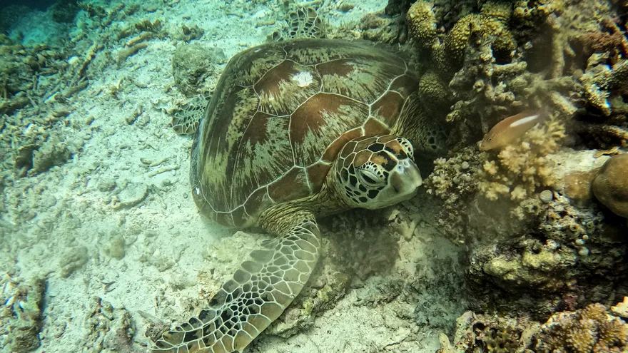 Esta fotografía submarina, tomada el 25 de septiembre de 2026, muestra una tortuga verde adulta.