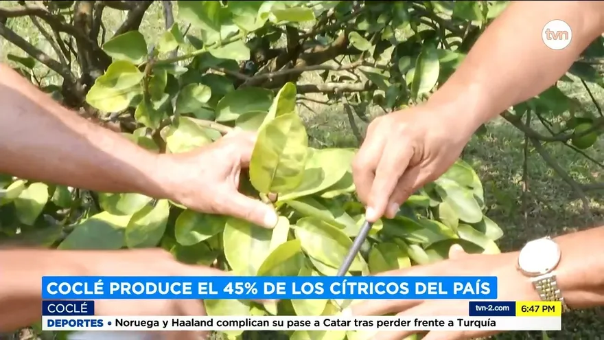 Productores preocupados por plaga de cítricos