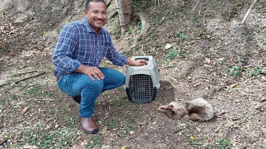 El Ministerio de Ambiente realiza rescate y liberación del perezoso en un área boscosa de Cerro Peñón.