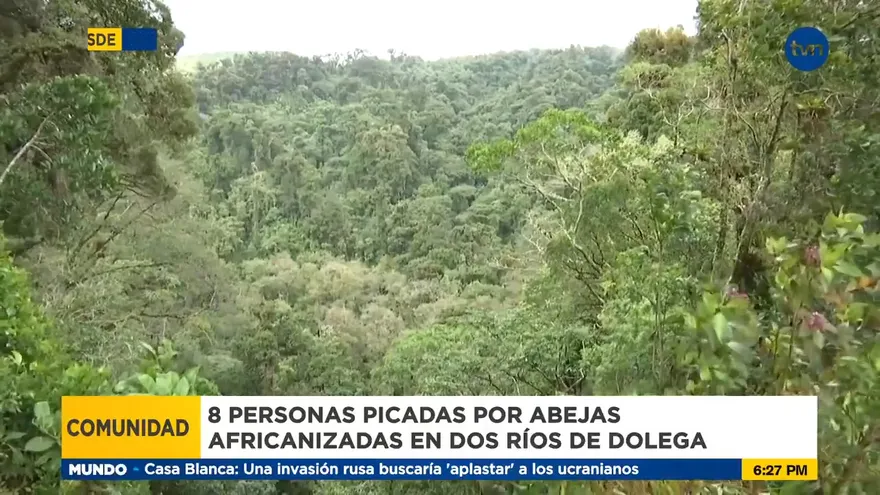 Aumentan reporte de ataques de abejas africanizadas en Chiriquí