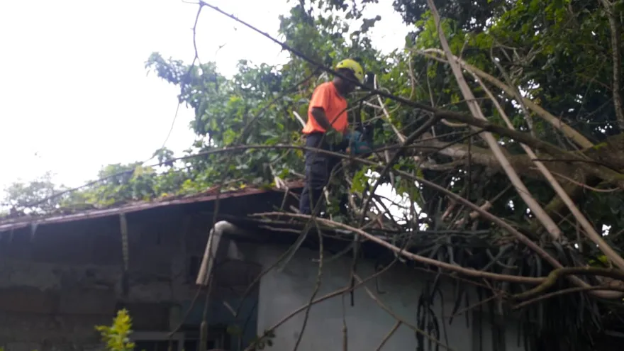 Panama Oeste: Trees Fall on Homes After Heavy Rains, Sinaproc Responds