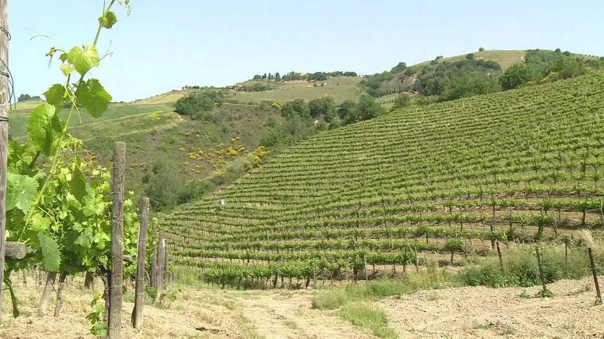 Producción mundial de vino cae a su peor nivel en más de 50 años