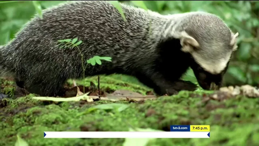 Mundo Verde: el grisón, un mamífero poco conocido en Panamá