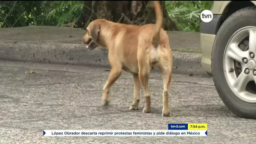 Piden leyes más enérgicas para quienes maltraten animales