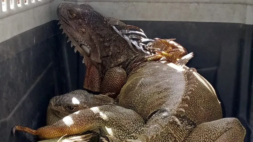 Rescate de iguanas en la ciudad capital